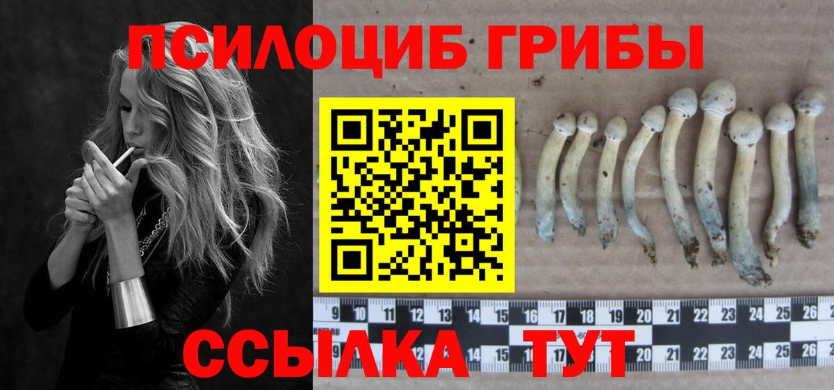 Псилоцибиновые грибы Cubensis Петрозаводск